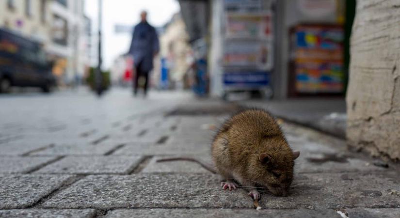 Egyre nagyobb patkánykolóniákkal számolhatunk a városokban