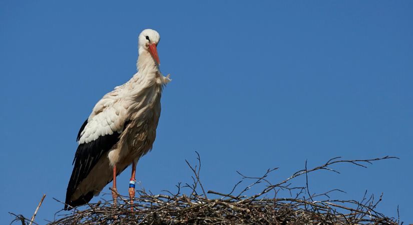 Nincs mese, hamarosan berúgja a tavasz az ajtót: megérkezett az első gólya