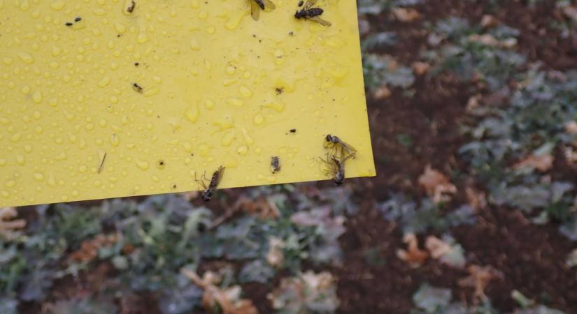 Előrejelző eszközök túlzott használatának veszélyei