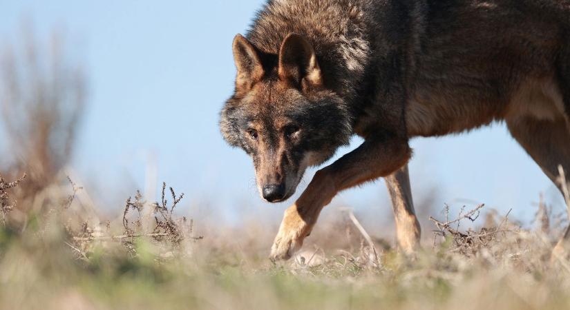 Két faj nászából született jószágok tartják rettegésben a lakosságot, komoly problémát jelentenek