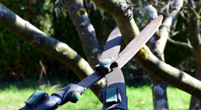 Gyümölcstermesztő- és metszőtanfolyam kezdődik Csíkmadarason