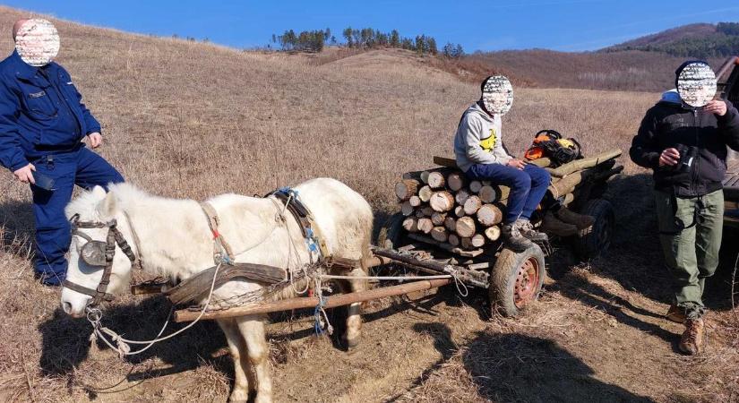 Még a ló sem mert odanézni: elképesztő, hogy loptak fát Szilvásváradnál – fotókkal