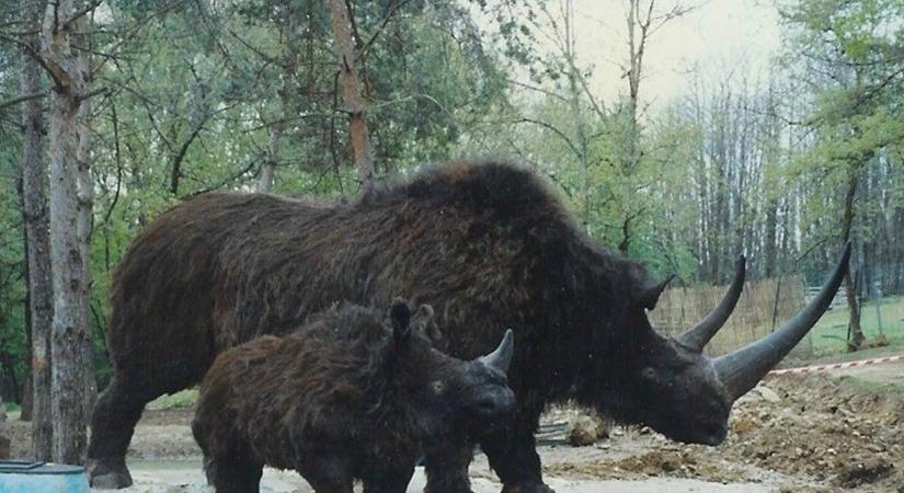 Hamarosan látható a Pécel mellett talált 20 ezer éves nagytermetű gyapjasorrszarvú