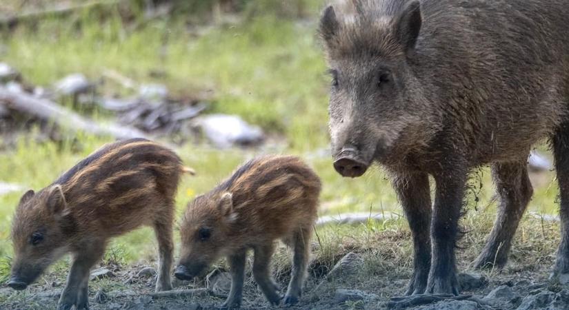 Nem csak a medve, a vaddisznó sem játék