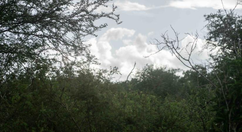 Meggyilkolták, majd érett ananászokkal teli zsákba tömték egy skót üzletember holttestét Kenyában