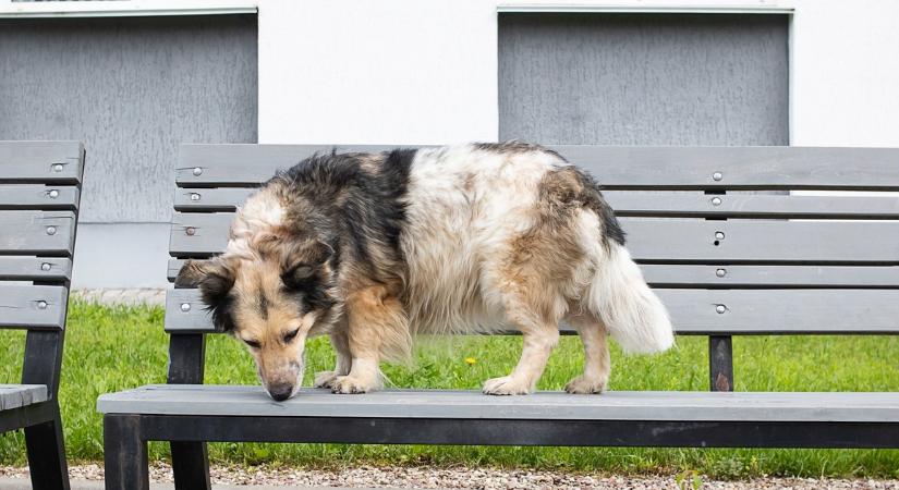 Bekeményítenek: akár 100 ezres bírságot is kaphatnak a kutyatartók ebben a budapesti kerületben, ha erre nem figyelnek