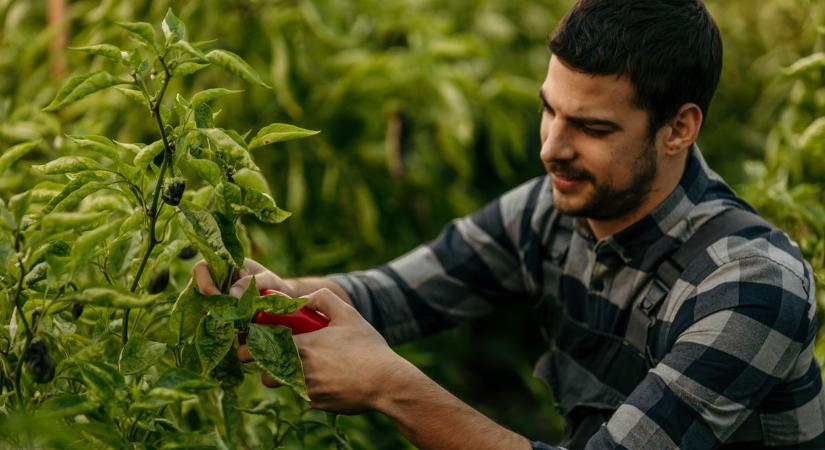 A fűszerpaprika nemcsak az ételeket gazdagítja, de számos egészségügyi előnye is van