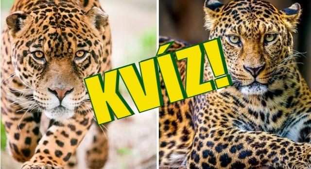 Kvíz: Jaguár vagy leopárd? Krokodil vagy aligátor? Meg tudod különböztetni?