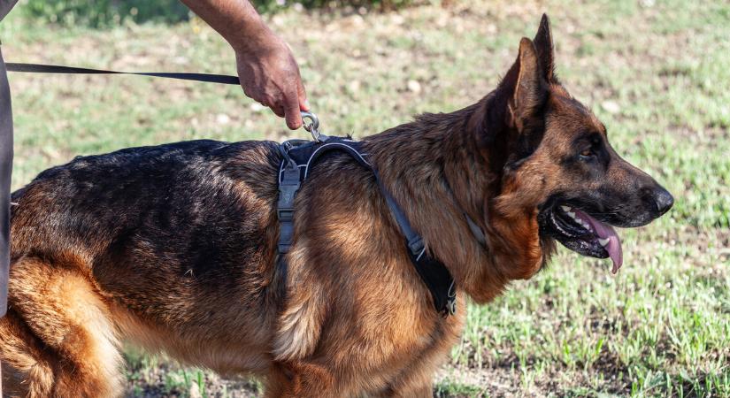 Hivatalos sírkertet kaptak a rendőrkutyák Horvátországban