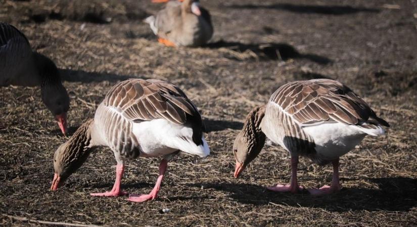 Félreérthetetlen jelet küldött a természet: közeleg a tavasz!