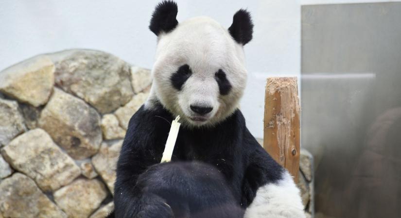 Szomorú veszteség: Elhunyt Eimei, a legidősebb fogságban élő panda