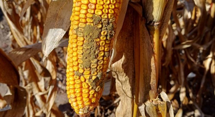 Minden tudás egy helyen az aflatoxinról