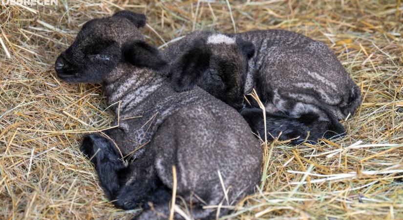 Cigája barik születtek a debreceni állatkertben