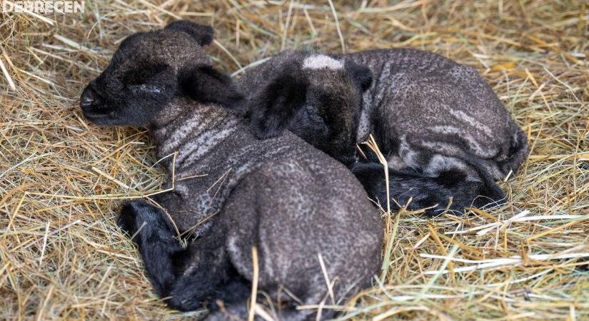 Két új cukisággal bővült a Debreceni Állatkert