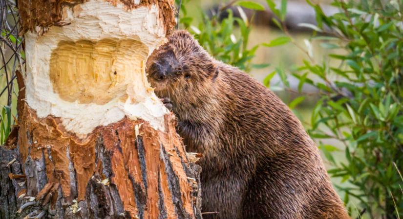 Kész, vége! Életveszélyessé vált, lebontották a népszerű tatai kilátót: szétrágták a hódok