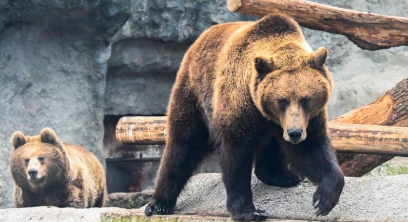 Medvékkel, cápákkal és hangyászokkal is találkozhatunk a vadvilág napján a Budapesti Állatkertben