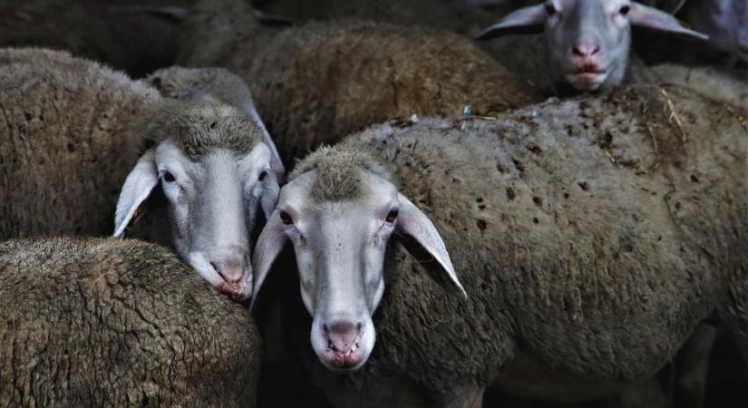 Veszélyben a karcagi birkapörkölt? Rémes betegség ütötte fel a fejét, ezt kell tudni róla