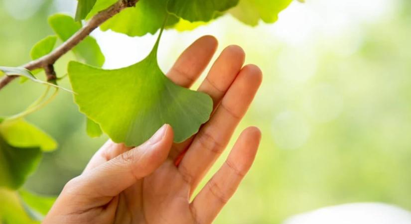 Ginkgo biloba: értágító, keringésjavító, stresszoldó