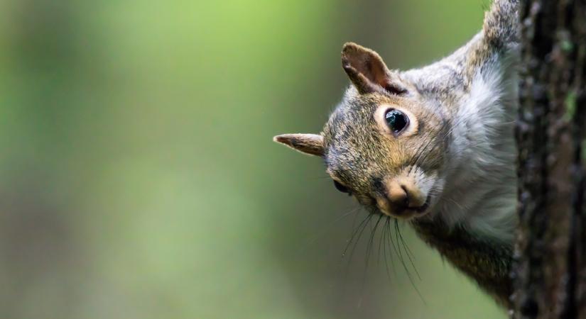 Agresszív mókusok terrorizálják egy New York-i kerület lakóit