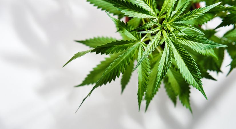 Vita van Budapest és Brüsszel között a kannabiszról