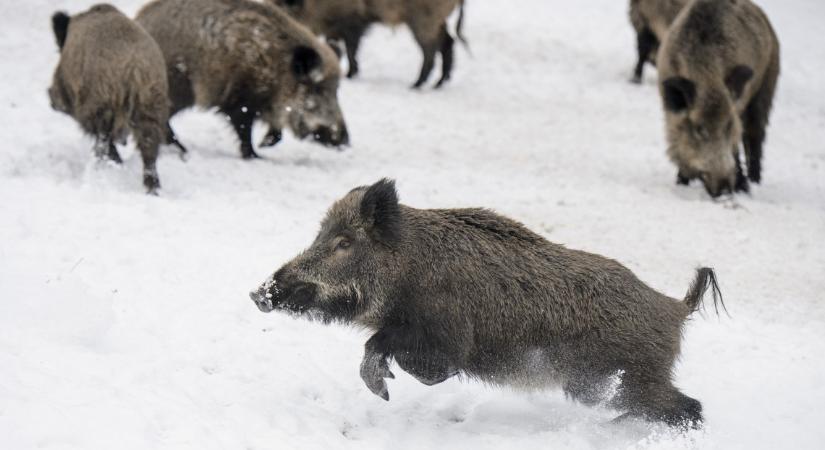 Túrázókra leselkedő veszélyekre figyelmeztetnek