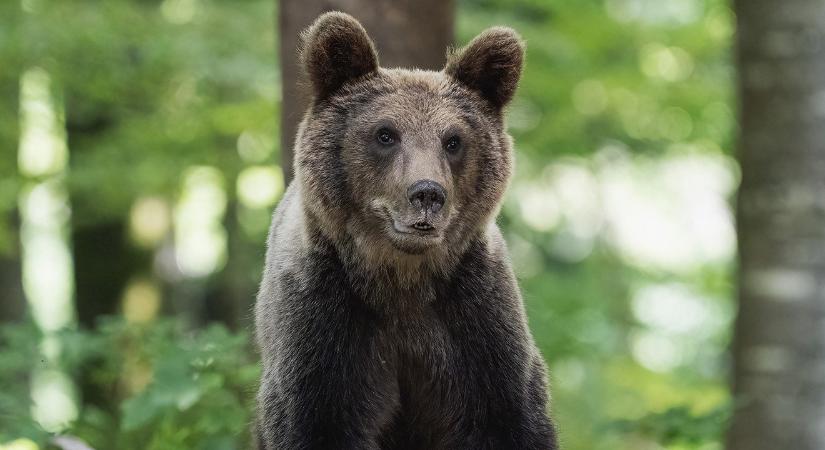 Vigyázat! Nem álmosak a medvék a szlovák hegyekben