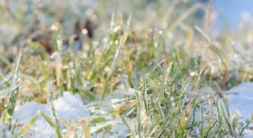 Időjárási helyzet és mezőgazdasági kilátások: fagyos éjszakák és csapadékos télvége segítette az agráriumot