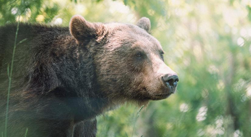 Kialvatlanok a felvidéki medvék