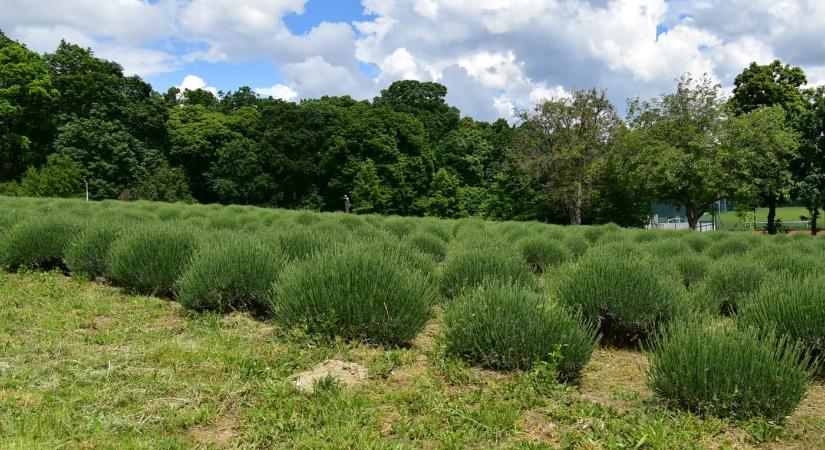 Pannonhalmi Arborétum és Gyógynövénykert