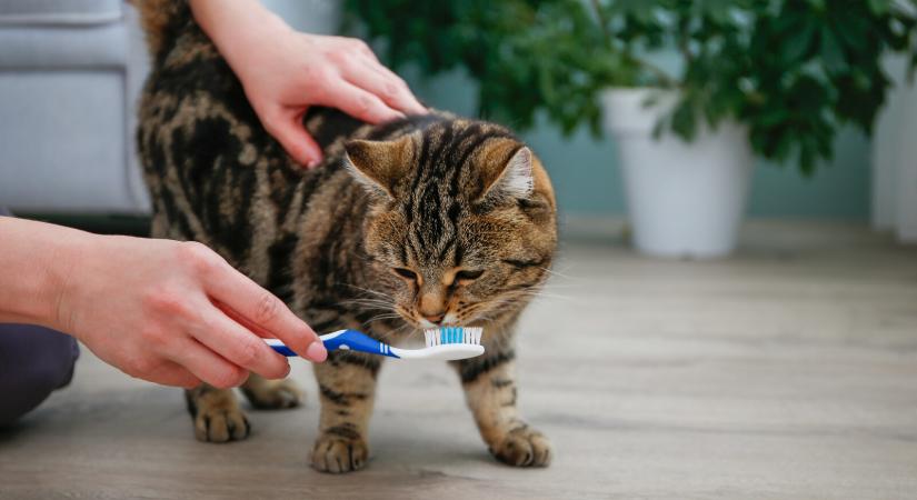 Így ápold cicád fogait, hogy azok sokáig egészségesek maradjanak