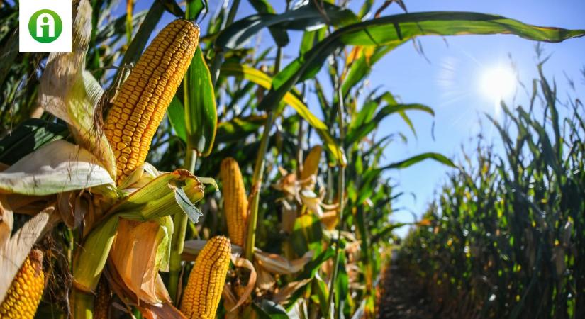 Elképesztő hozamok, alacsony toxinszint – nagyot mentek a Syngenta kukoricák