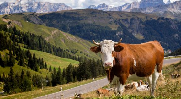 Veszélyes Milka terméket szednek le a boltok polcairól