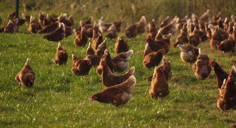 Közlemény a baromfi állatjóléti támogatás igényléséről