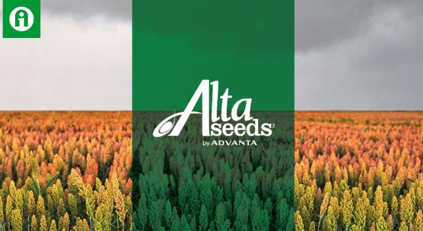 Alta Seeds by Advanta: Csúcsgenetikával, prémium fajtákkal Magyarországon is!