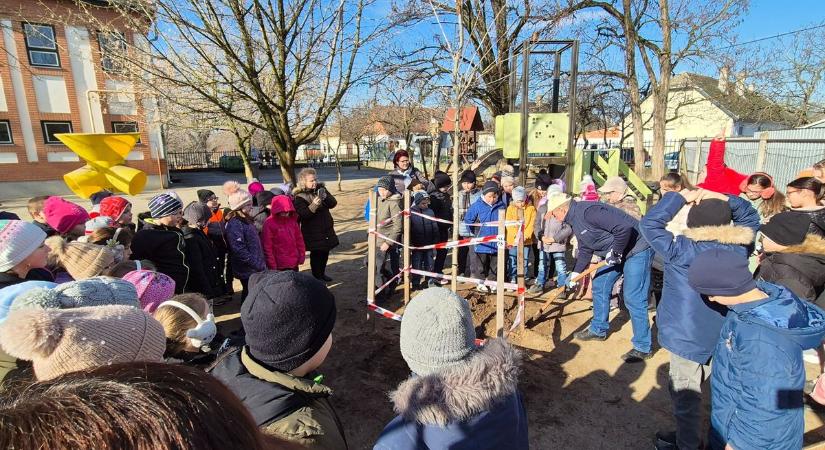 Országszerte százezer fát ültethetnek el, a bajai iskolán nem múlik majd a siker