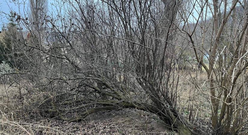 Érdemes megmenteni a földön elfekvő törzsű birsalmafát?