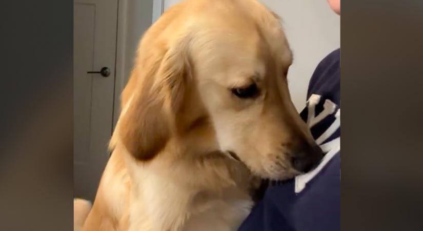 Kiakadt a gazdijára a golden retriever: az okán pusztul a TikTok - Videó