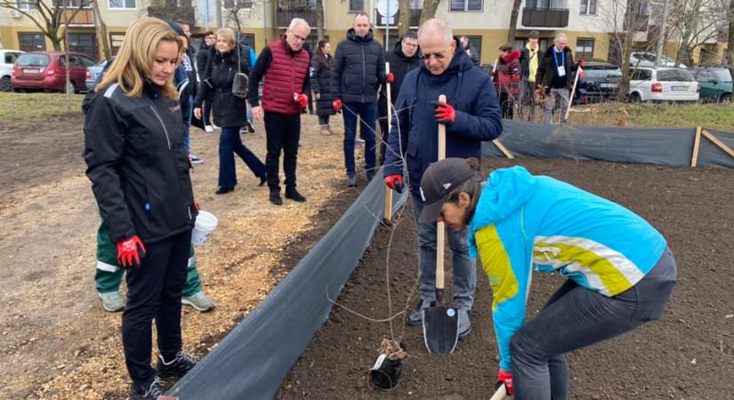 Zöldül már Debrecen, Kósa Lajosék ásót ragadtak