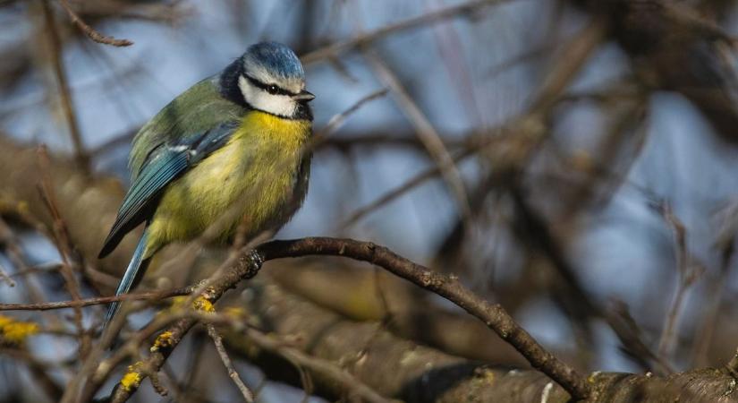 19 fokos különbségeket kell kibírniuk a győrieknek