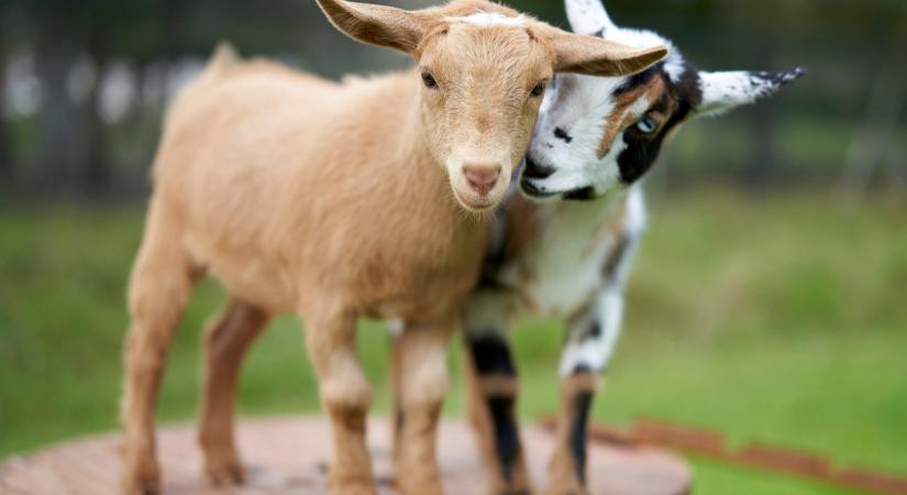 Az első cukiságbomba a soroksári élményfarmról: kiskecskék, emuk és még több tavaszi bébi!