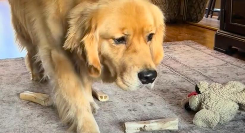 Azt hiszi a golden retriever, láthatatlan: amit a testvérével csinál, azon könnyezik a világ - Videó