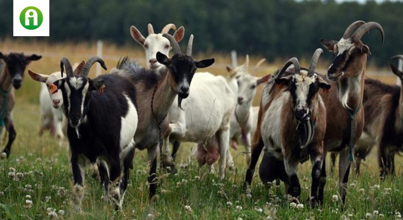 Fontos tudnivalók a kiskérődző ágazat állatjóléti támogatásáról