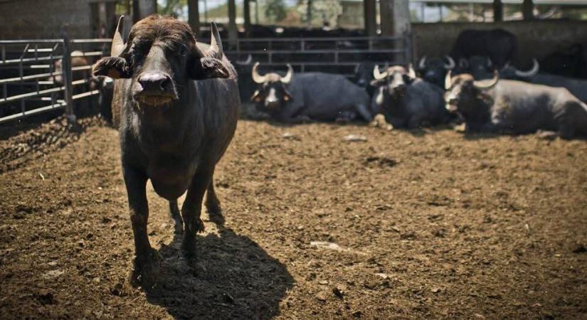 Az olaszországi bivalytartást vették közelebbről szemügyre a magyar gazdák