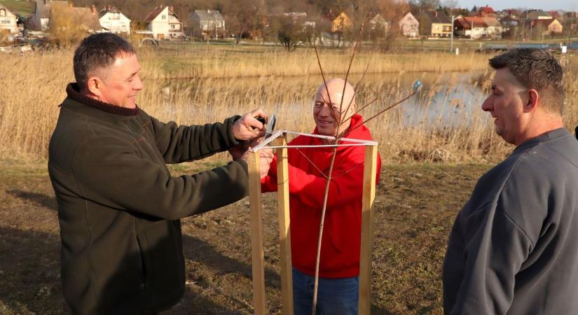 Csemetefák a csemetéknek