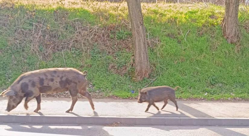 Szökésben a disznók Pécsen — valahol elmaradt a vasárnapi ebéd (FOTÓK)