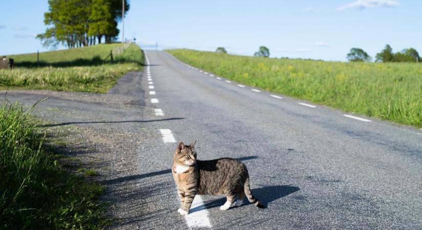 Így találnak haza a macskák az otthonukba, akár évek múltán is