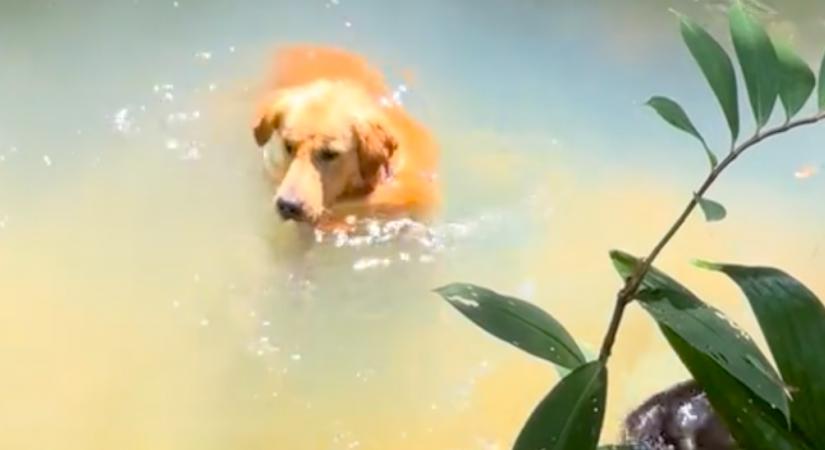 Csobban a patakban a golden retriever: hihetetlen, ki úszik mellette - Videó