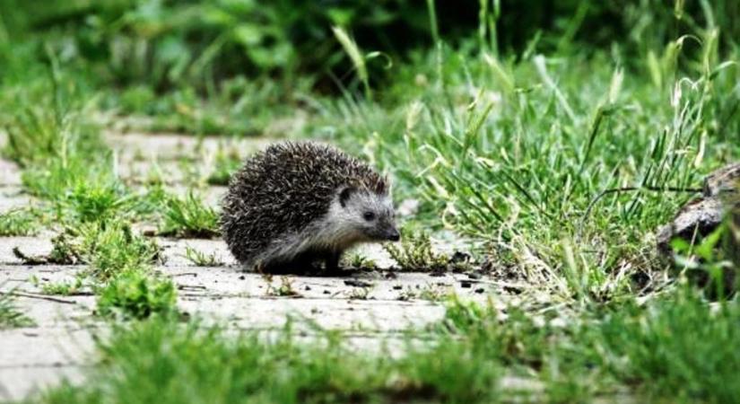 A tavaszi kerti munkák során vigyázzunk a sünökre!