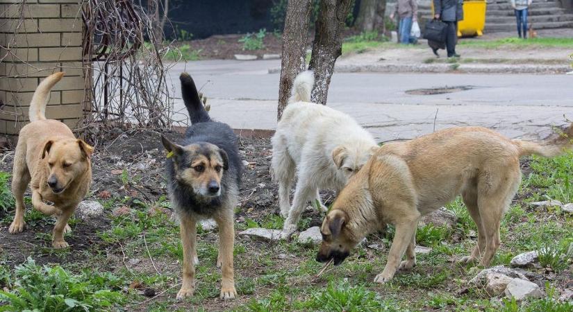 A brutális támadás után szigorítanák a kutyatartás szabályait