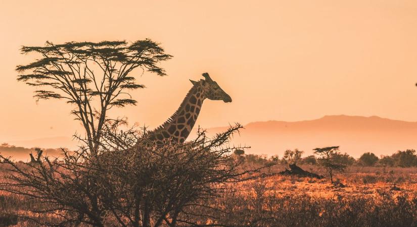 Győri edukációs program indult: Afrika állatvilága most a tét!